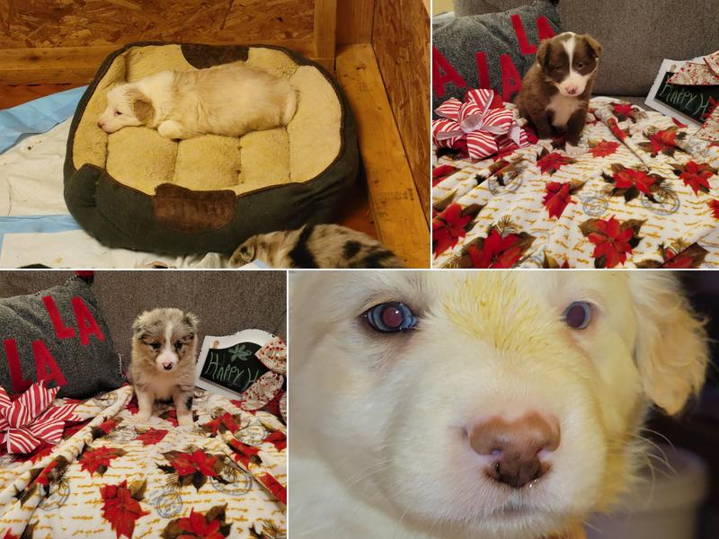 High Plains Sheltie and Border Collies