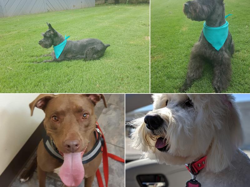 Doggie styles and Day Spa