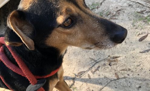 Ozark-Dale County Humane Society