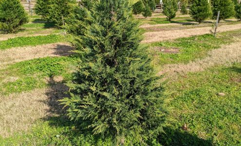 Romance Christmas Tree Farm Romance