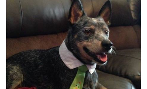 A Wiggle & A Wag Grooming Spa 42D Tucker Dr, Wetumpka Alabama 36092