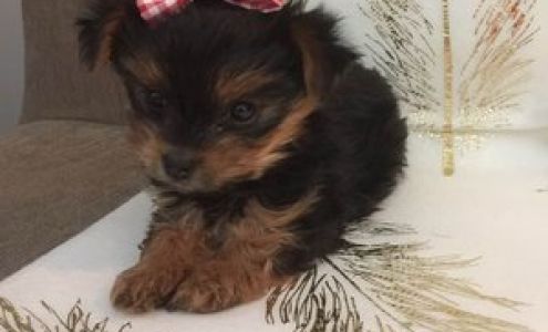 Pets-R-Us Stephenville