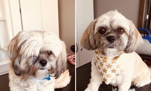 Pretty Paws Pet Grooming