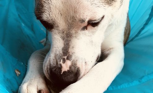 The Wet Nose House, LLC