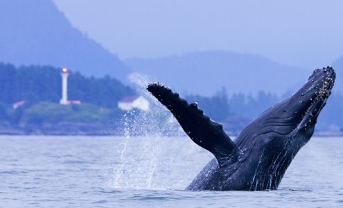 Jamie?s Whaling Station Tofino Tofino