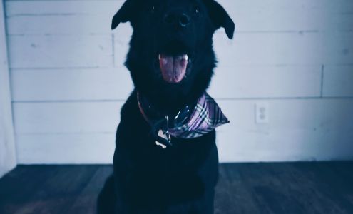 Kenny's K9 75 4 Ave NW, Portage la Prairie Manitoba R1N 3J5