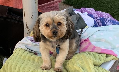 Mostly Mutts Pet Sitting