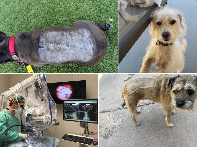 Veterinary Neurological Center