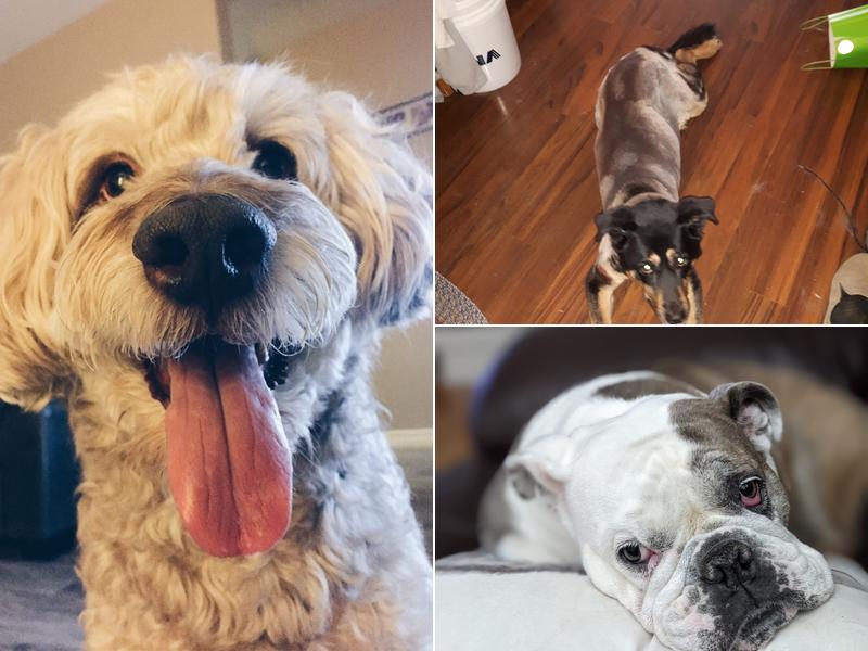 Kind and caring groomers