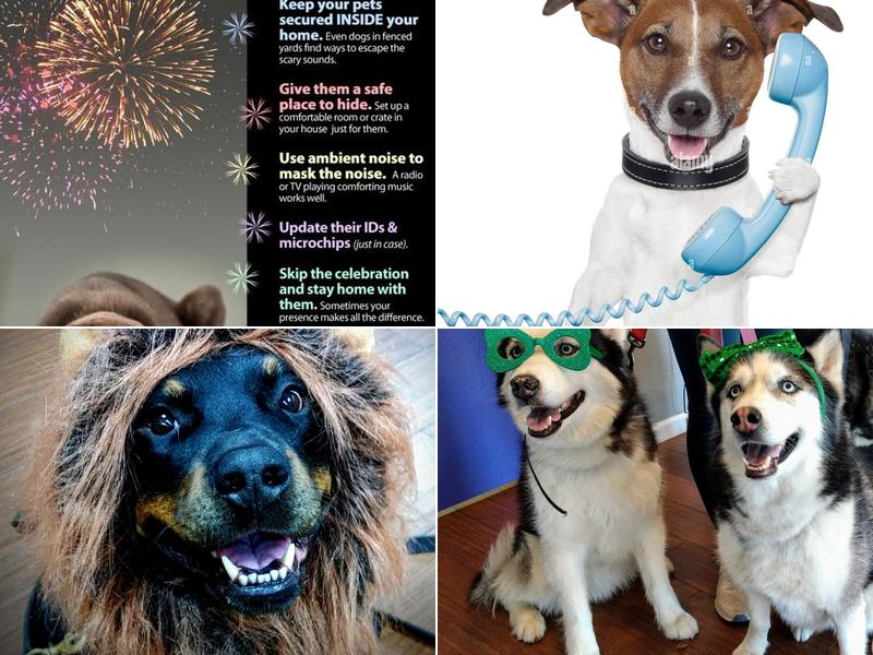 Indian Bend Animal Hospital