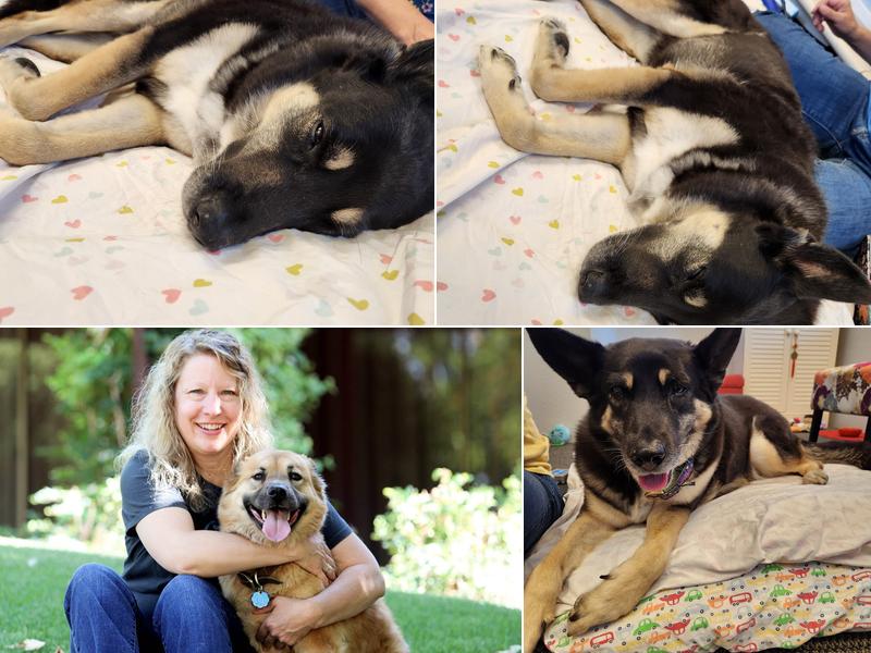 Veterinary Acupuncture and Alternative Medicine in Phoenix