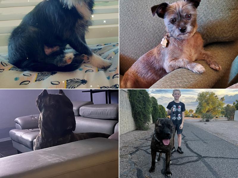 Puff & Fluff Grooming - North32nd