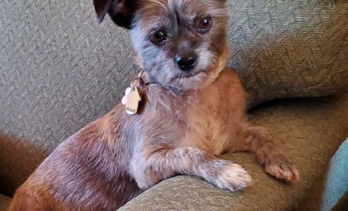 Puff & Fluff Grooming - North32nd