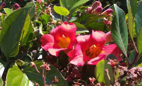 American Horticultural Supply