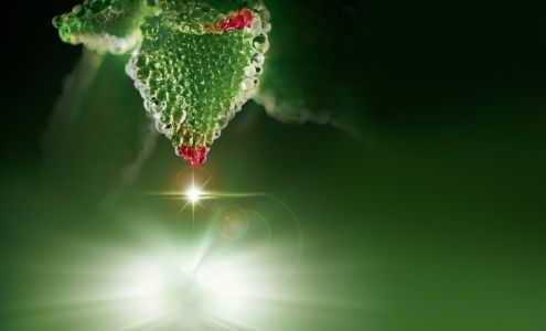 Yves Rocher St-Bruno-de-Montarville