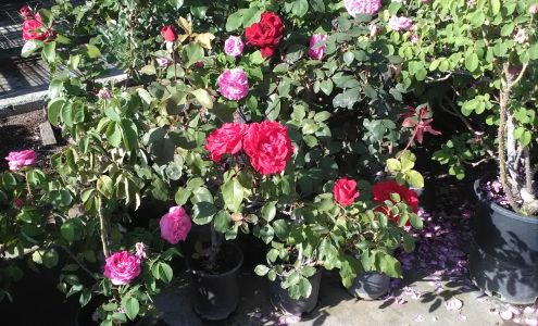 Javier's Nursery Exeter