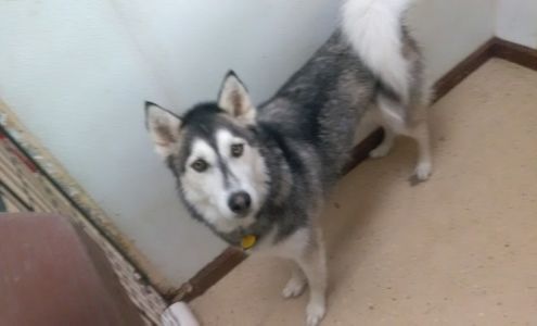 Waggin' Tails Bed & Biscuit