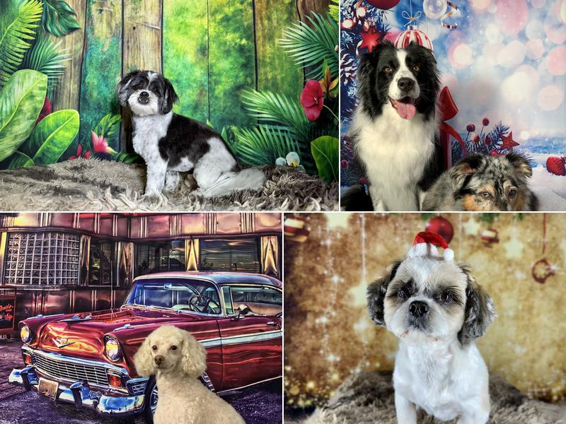 Just Chew It Pet Parlor