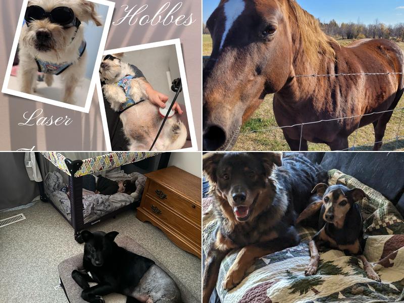 Rocky Rapids Veterinary Service