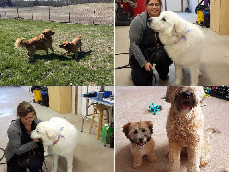 Perfect Paws Dog Grooming & Boarding