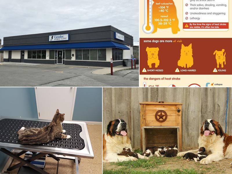 Caradoc Animal Clinic