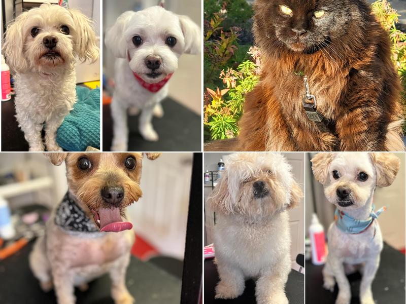 Scrubs All Breed Pet Grooming