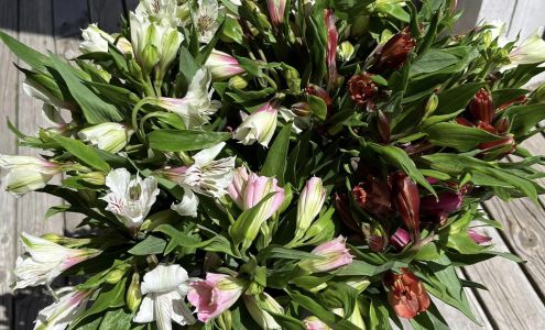 Les Fleurs D'Acadie 142 Bd St Pierre E, Caraquet New Brunswick E1W 1B1