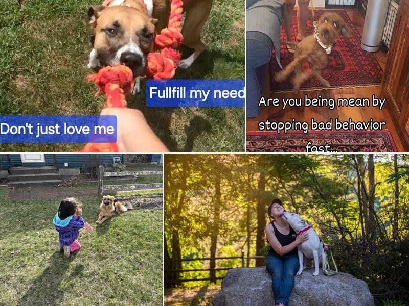 Ashley's K9 Solutions