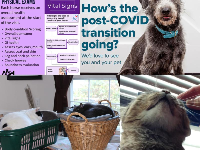 Annapolis Animal Hospital Ltd