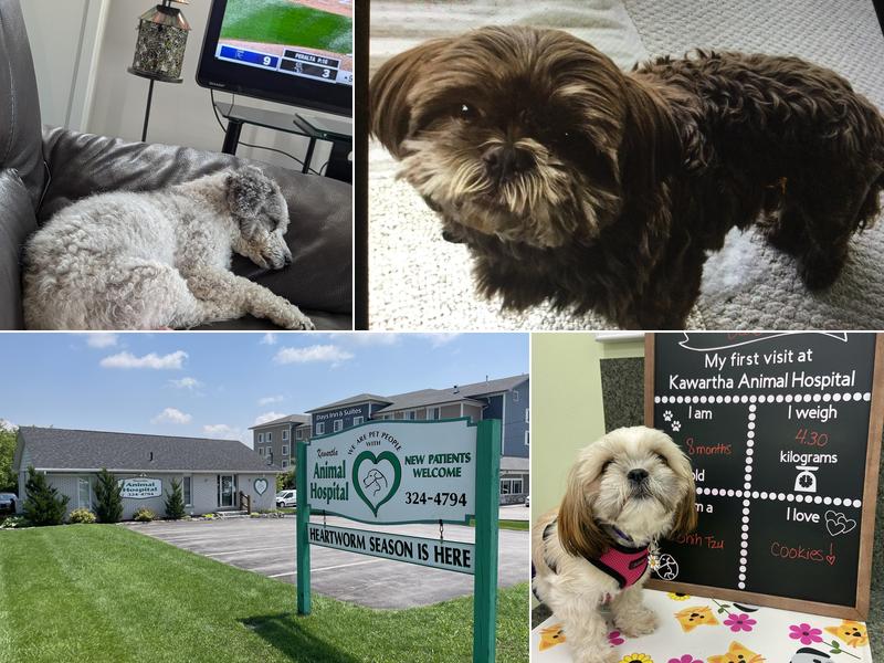 Kawartha Animal Hospital