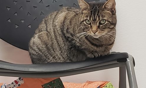 Brandywine Valley SPCA Dover