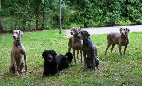 Debbies Critter Sitters