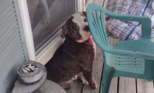 Lapeer County Animal Control