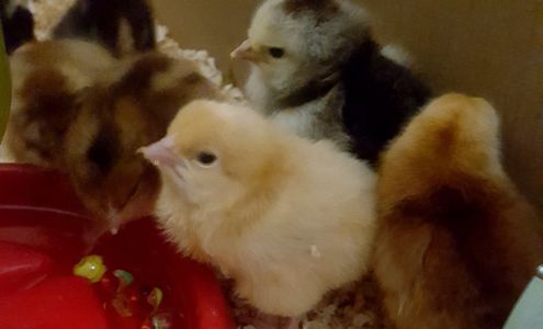 United States Postal Service