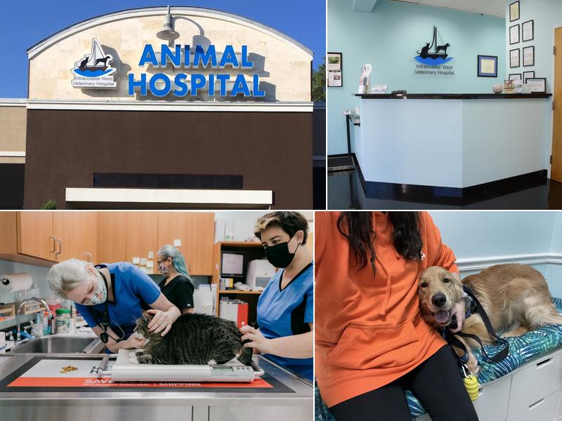 Intracoastal West Veterinary Hospital