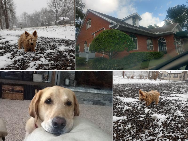 BluePearl Pet Neurology