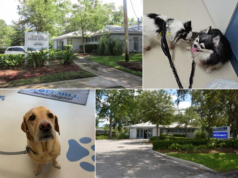 Scott Mill Animal Hospital