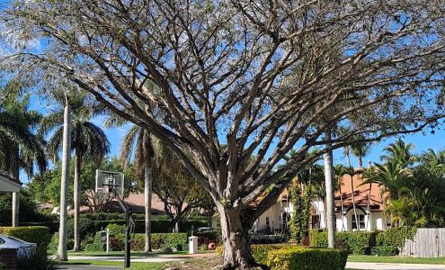 Royal Palm Tennis Pinecrest