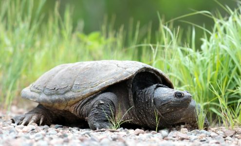 Eric Sherman Images 1042 E Camp St, Ely Minnesota 55731