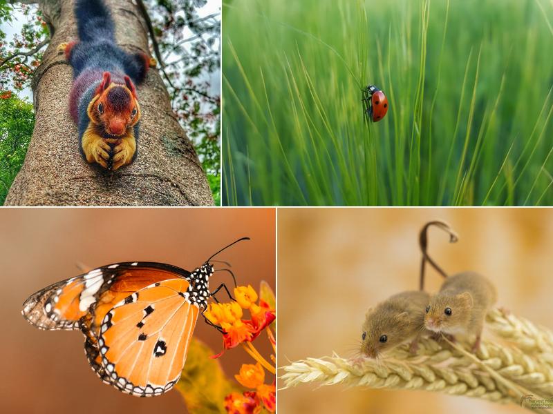 Monarch Pest Control Corporation