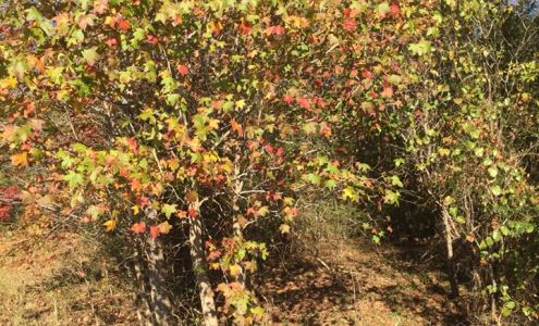 Ilm Inc 20900 MS-15, Falkner Mississippi 38629