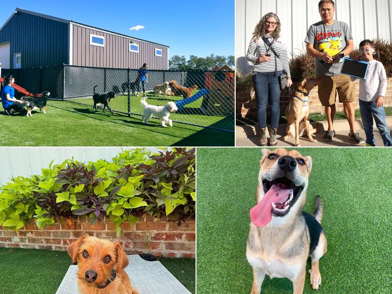 All Dogs Unleashed Dog Training San Antonio