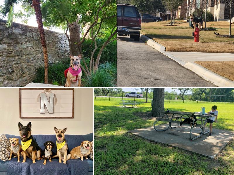 Navarro Dog School of Hard Knocks