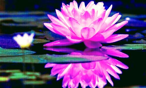 JJ Lotus Therapy Lounge LLC