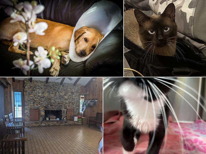 Harmony Vet Care of Brandon