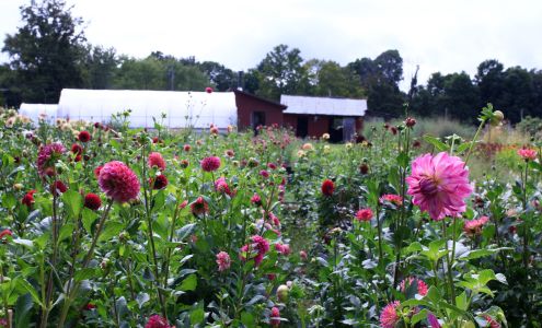 Stars of the Meadow Accord