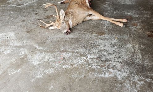 Bloomsdale Meat Processing Bloomsdale