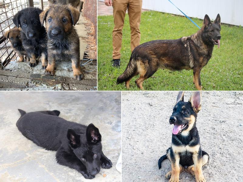 HARTER HUND GERMAN SHEPHERDS