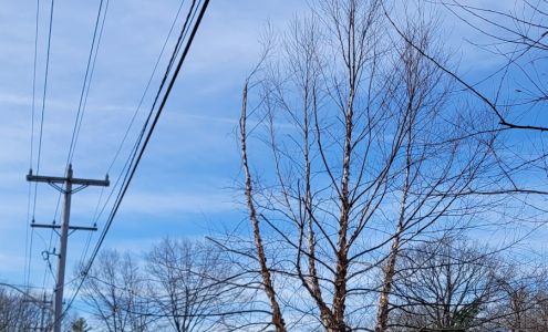 Asplundh Tree Expert Co