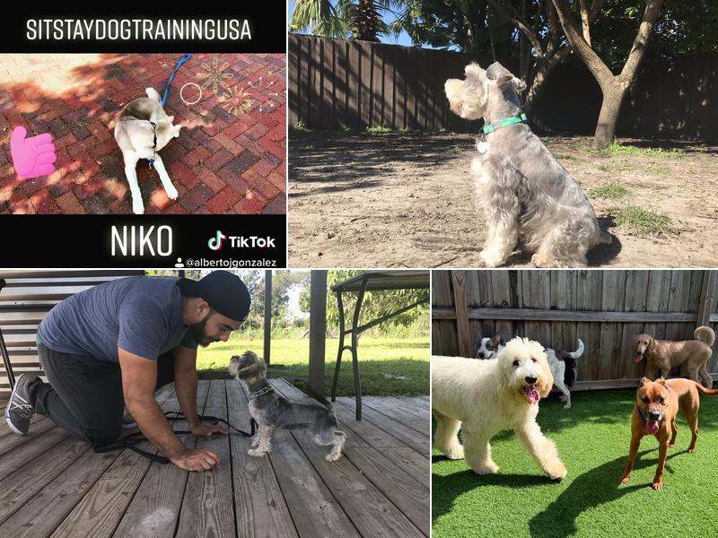 Sit Stay Dog Training USA